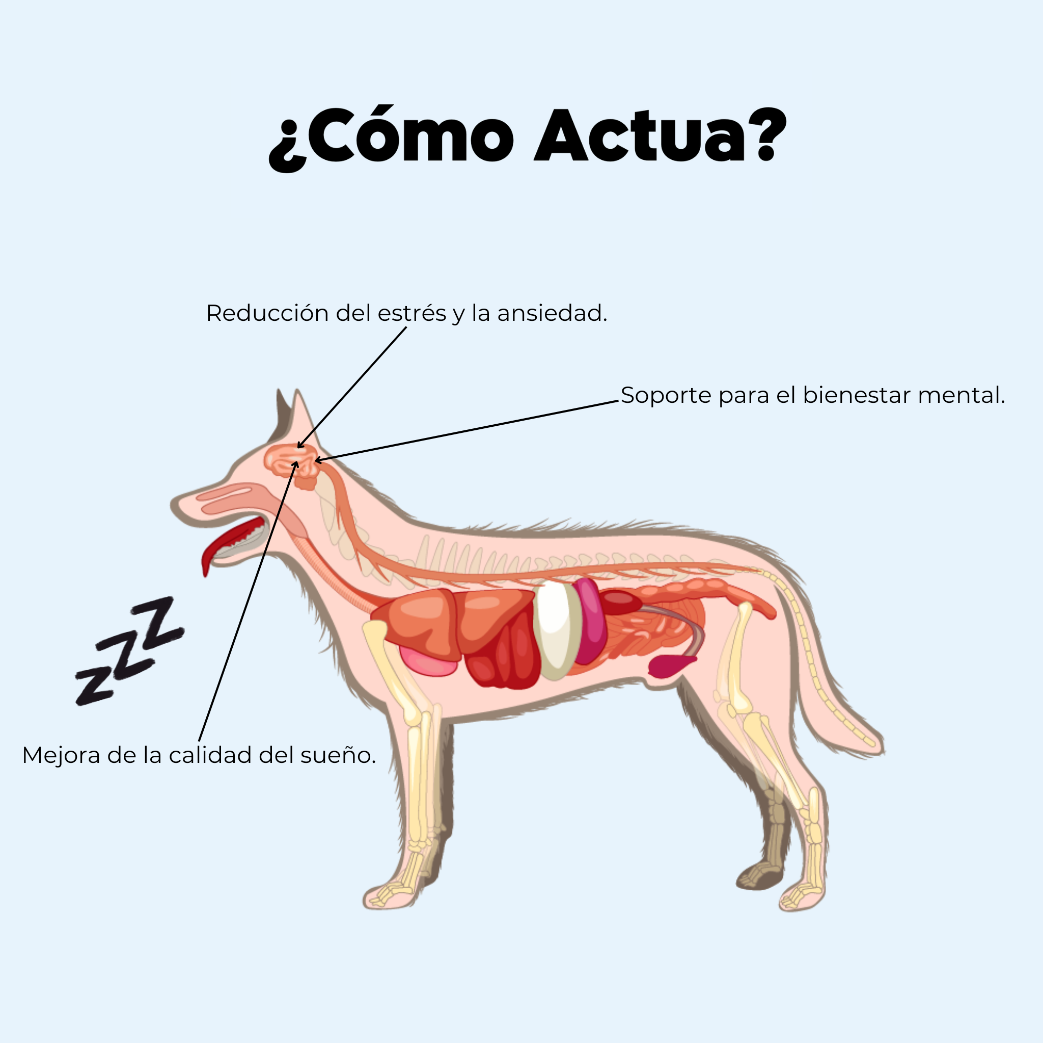 Imagen Móvil
