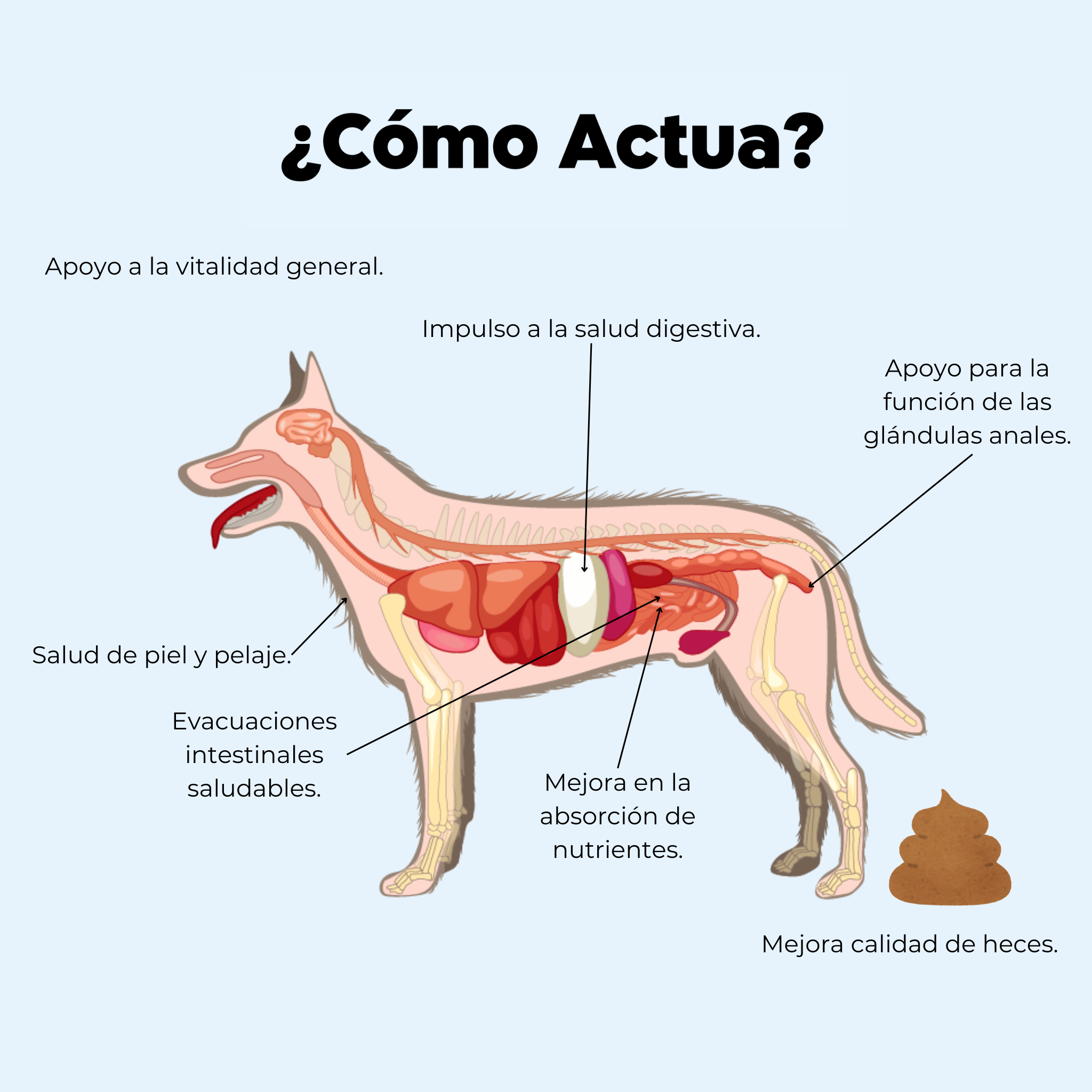 Imagen Móvil
