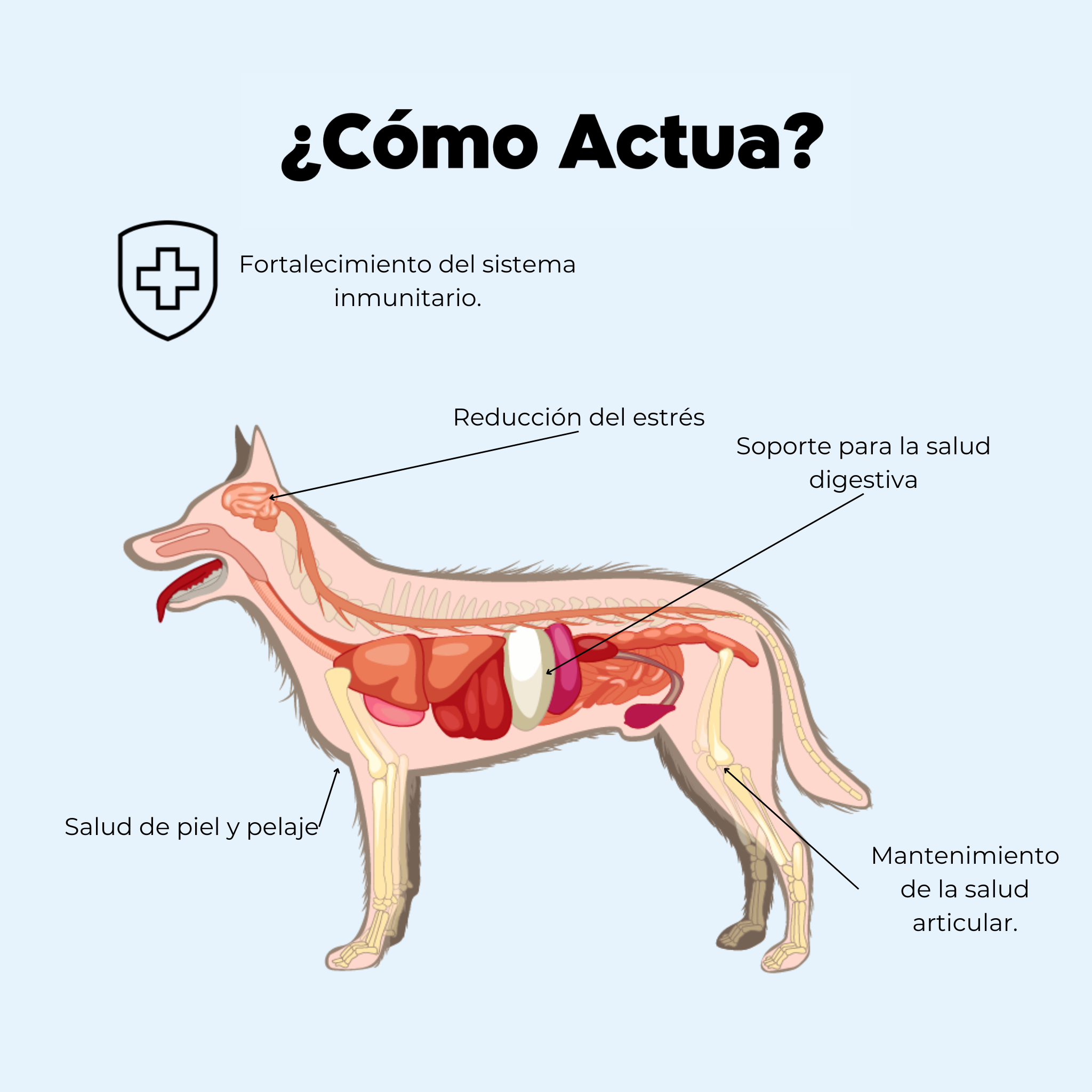 Imagen Móvil
