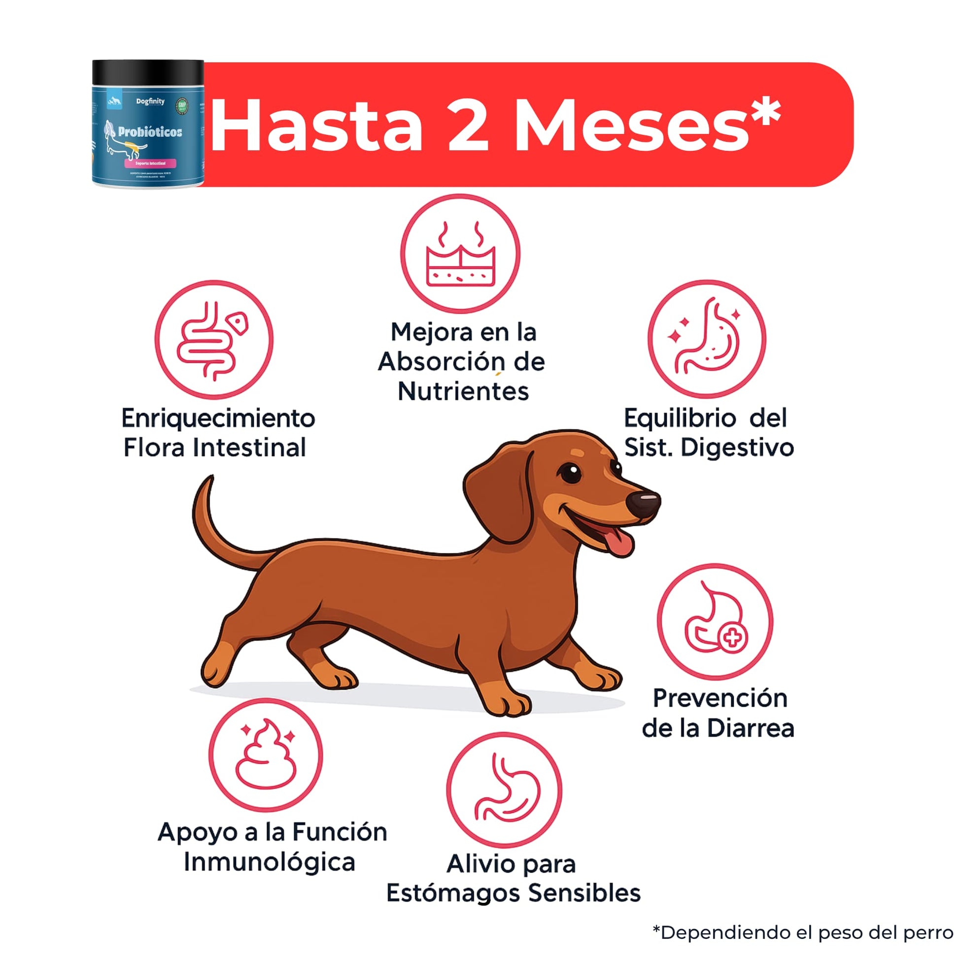 Probióticos para Perros – Mejora la Flora Intestinal y la Digestión | Dogfinity - Dogfinity