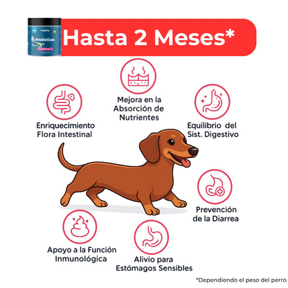 Probióticos para Perros – Mejora la Flora Intestinal y la Digestión | Dogfinity - Dogfinity